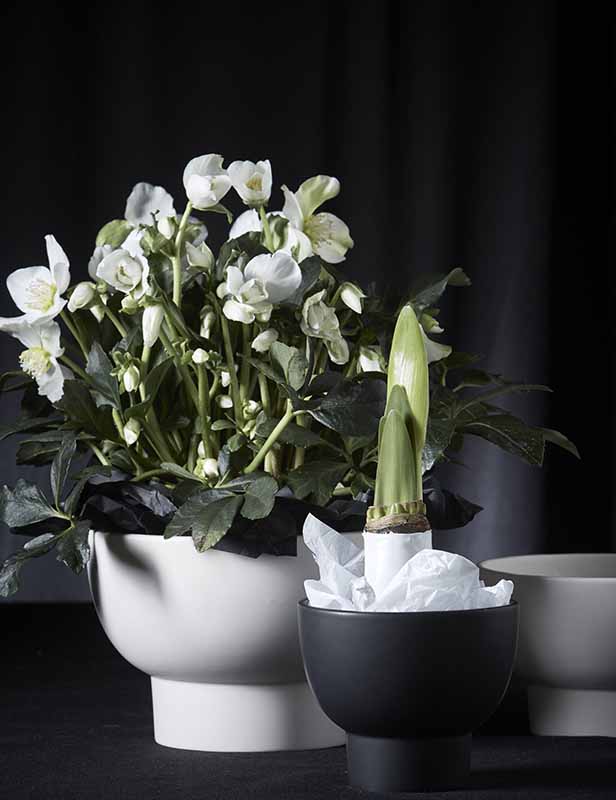 produktdetailbild_schale_frieda_l_blumenschale_mieten_koblenz_800x616px-2