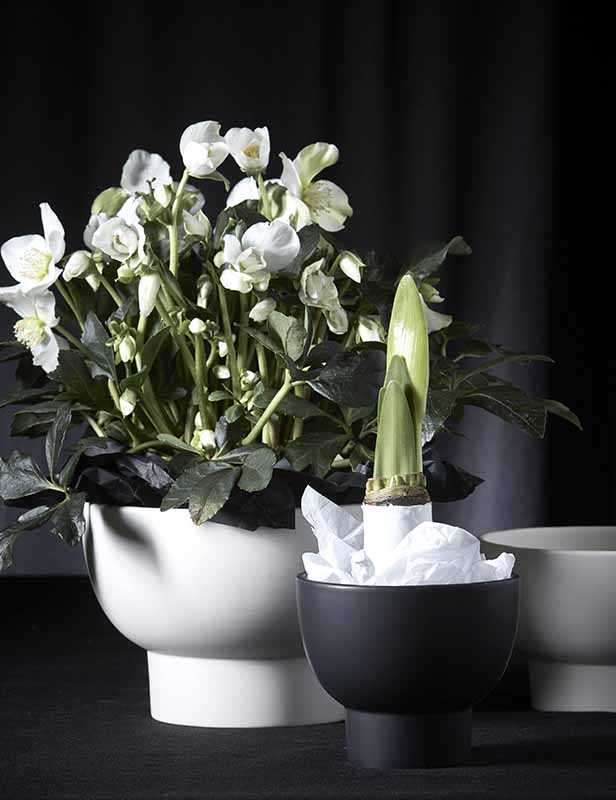 produktdetailbild_schale_frieda_schwarz_m_blumenschale_mieten_koblenz_800x616px-1